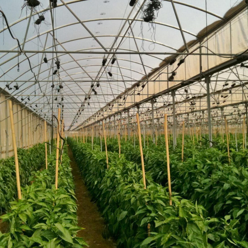 Greenhouse (2)