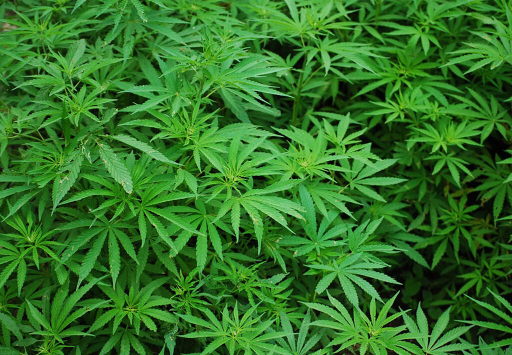 Majority of Niagara Region Municipalities Agree to Retail Cannabis