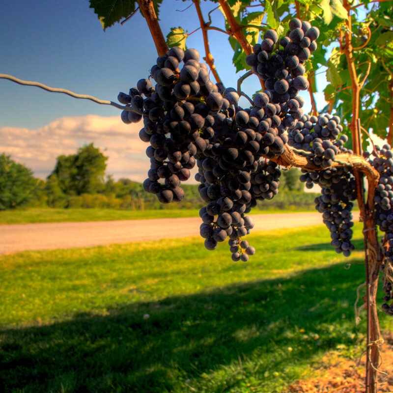 Federal government announces $475,000 towards tender fruit and fresh grapes research