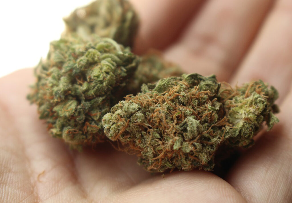 Niagara College a pioneer in growing marijuana industry: Harder