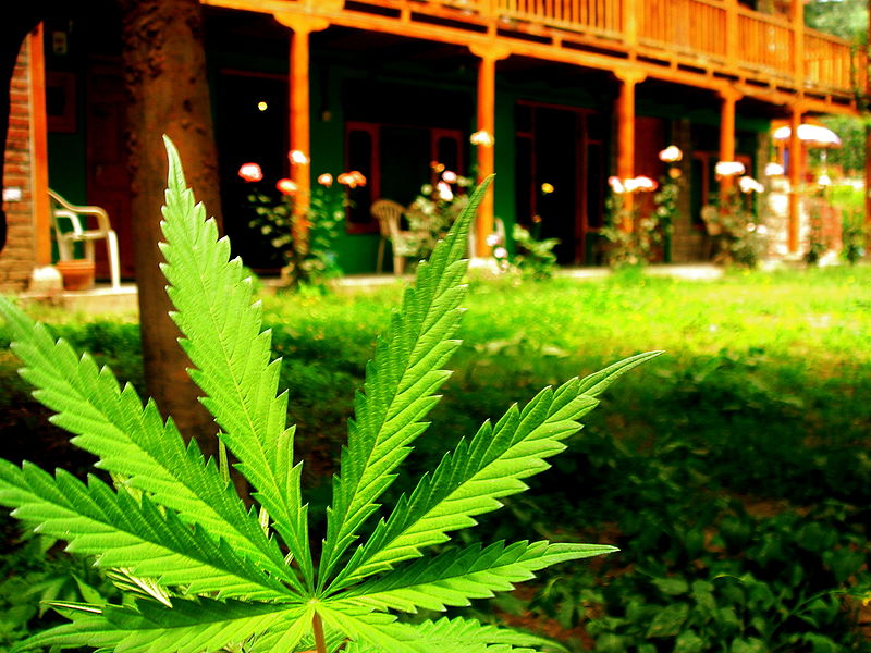 Grimsby marijuana greenhouse to create up to 80 jobs