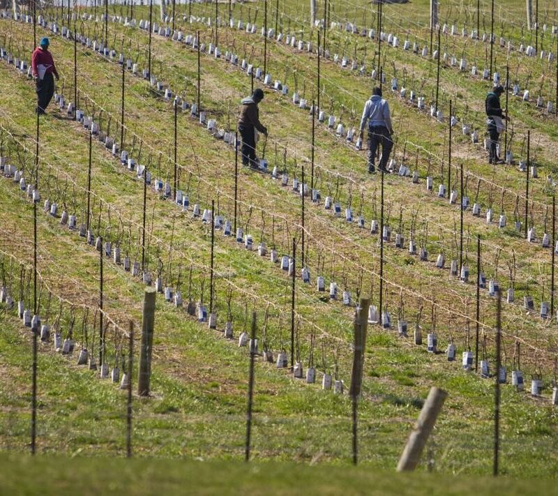 Farm workers tie grape vines in Niagara-On-the-Lake in this 2023 file photo.